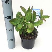 Hydrangea Macrophylla "Libelle" schermhortensia - thumbnail