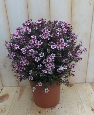 Leptospermum roze 30 cm Warentuin Natuurlijk - Warentuin natuurlijk