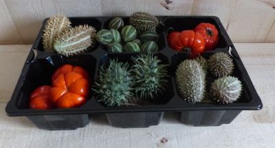 Decoratief fruit herfst verschillende soorten - Warentuin natuurlijk