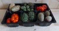 Decoratief fruit herfst verschillende soorten - Warentuin natuurlijk