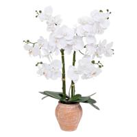Atmosphera Orchidee bloemen kunstplant in sierlijke terracotta bloempot - witte bloemen - H65 cm - Kunstplanten - thumbnail