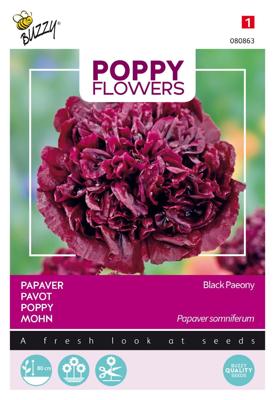 Poppies of the world - Papaver Black Paeony - Buzzy