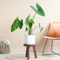 Alocasia Zebrina - Olifantsoor - inclusief Keramieken Wit Pot - P19