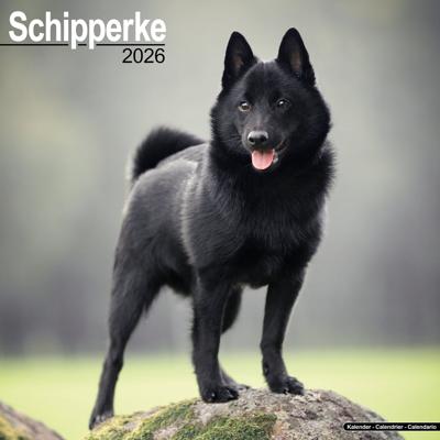 Schipperke Kalender 2026