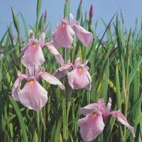 Roze Japanse iris (Iris laevigata “Rose Queen”) moerasplant (6-stuks) - thumbnail