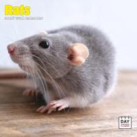 Ratten Kalender 2026