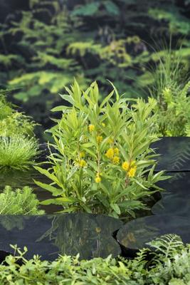 Moeraswederik / Lysimachia thyrsiflora