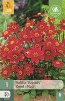 Dahlia topmix rood