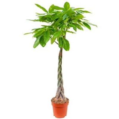 Pachira aquatica gevlochten L Geldboom Kamerplant