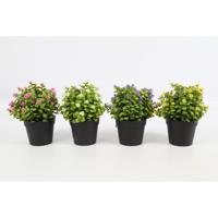 Countryfield Kunstplant Exacum H20cm