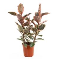 Ficus Elastica Belize (Rubberplant) - P 27 cm