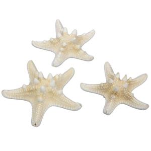 32x stuks decoratie zeesterren - naturel wit - 7-10 cm