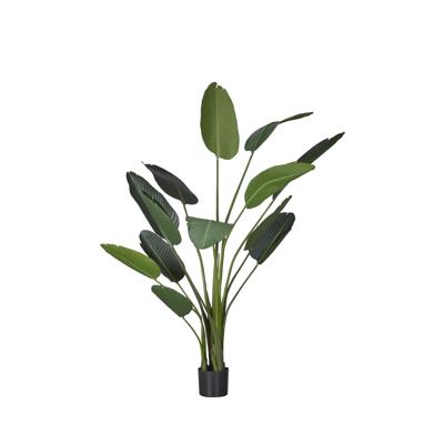 Strelitzia