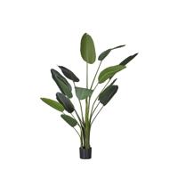 Strelitzia - thumbnail