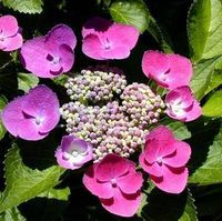 Hortensia - thumbnail