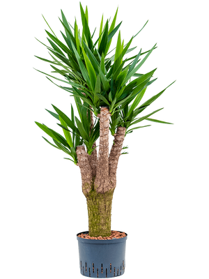 Yucca Elephantipes vertakt
