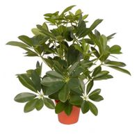 Schefflera kunstplant 55 cm   -