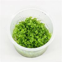 Micranthemum Monte Carlo - 3 stuks - aquarium plant - thumbnail