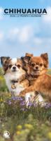 Chihuahua Slimline Kalender 2026 Chihuahua Slimline Kalender 2026