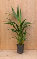 Kentiapalm Howea Forsteriana kamerplant potmaat 12 cm H40-60 cm Warentuin Natuurlijk - Warentuin natuurlijk