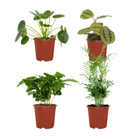 Diervriendelijke plantenbox - 4 stuks - Ø12cm - ↕20-40cm Diervriendelijke plantenbox - 4 stuks - Ø12cm - ↕20-40cm
