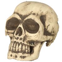 Halloween decoratie schedel 32 cm   -