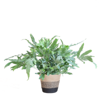 Phlebodium Aureum 'Blue Star' met Mand Lissabon zwart - 40cm - Ø17 - thumbnail