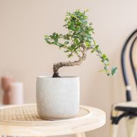 Bonsai Carmona in kwekerspot - P12