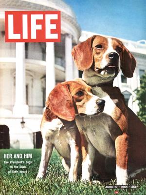 Kunstdruk Time Life - Beagles 30x40cm Kunstdruk Time Life - Beagles 30x40cm