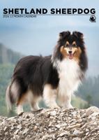 Shetland Sheepdog A3 Kalender 2026 Shetland Sheepdog A3 Kalender 2026