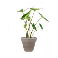 Plant in Pot Alocasia Zebrina 90 cm kamerplant in Terra Cotta Grijs 35 cm bloempot - thumbnail