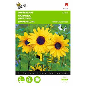 2 stuks Helianthus Debilis Geel Stella