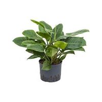 Philodendron imperial green M hydrocultuur plant - thumbnail