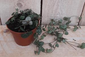 Kamerplant Ceropegia Chinees Lantaarnplantje - Warentuin natuurlijk