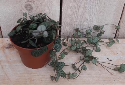 Kamerplant Ceropegia Chinees Lantaarnplantje - Warentuin natuurlijk