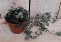 Kamerplant Ceropegia Chinees Lantaarnplantje - Warentuin natuurlijk