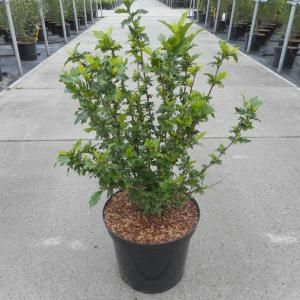 Hibiscus syriacus Red Heart - 80 cm - 4 stuks