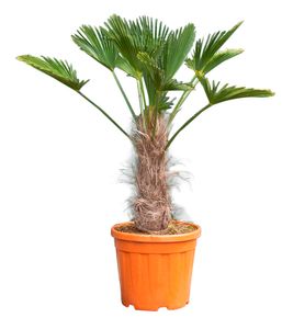 2 stuks! Wagner palm 15 cm stamhoogte Trachycarpus Wagenrianus 55 cm - Warentuin Natuurlijk