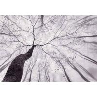 Fotobehang - Inside the Trees 366x254cm - Papierbehang - thumbnail