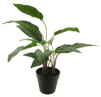 Aglaonema silver king plant in pot green 53cm