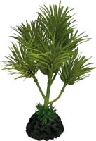 Plant cactus palm Repto - Repto Plant cactus palm Repto - Repto