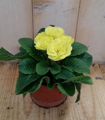 3 stuks! Primula dubbelbloemig geel Sleutelbloem Warentuin Natuurlijk - Warentuin natuurlijk