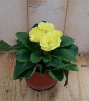 3 stuks! Primula dubbelbloemig geel Sleutelbloem Warentuin Natuurlijk - Warentuin natuurlijk