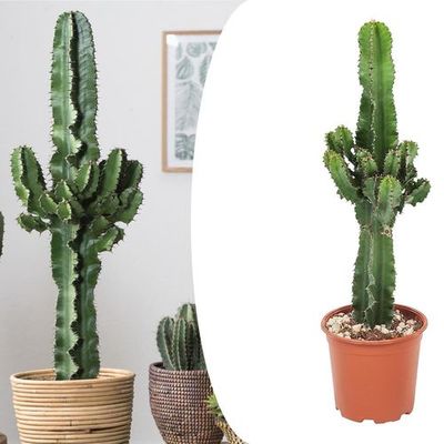 Euphorbia Cactus (50 - 60 cm)