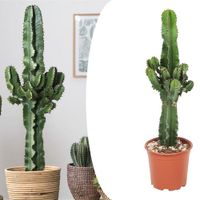 Euphorbia Cactus (50 - 60 cm) - thumbnail