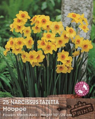 Prins Narcis Hoopoe 25 bollen