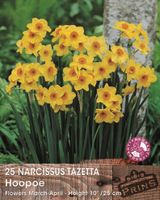 Prins Narcis Hoopoe 25 bollen