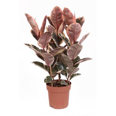 Ficus Elastica Belize (Rubberboom) - P 24