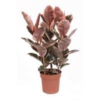 Ficus Elastica Belize (Rubberboom) - P 24