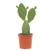 Schijfcactus (Opuntia Vulgaris) - P 17 cm Schijfcactus (Opuntia Vulgaris) - P 17 cm